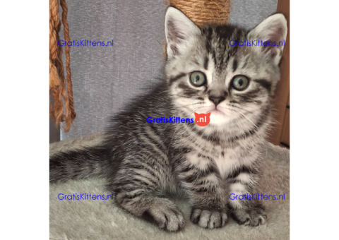 hcctfugy kittens for sale