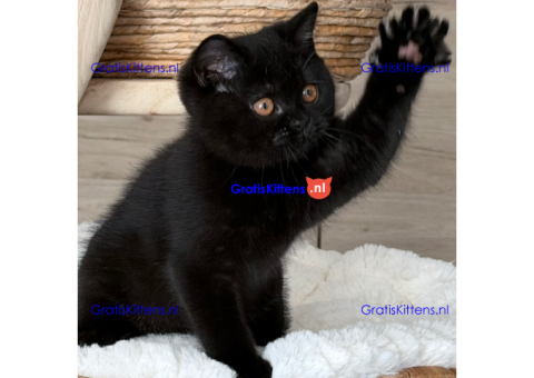 hftfufuy kittens available