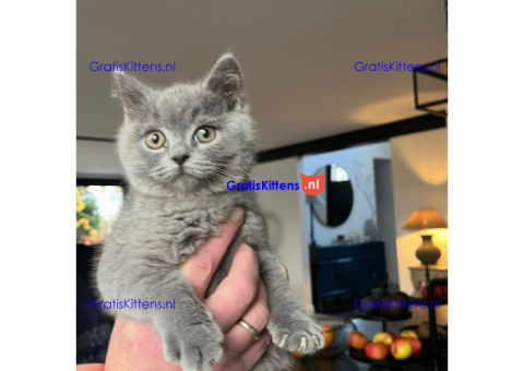 fsrfez kittens for sale
