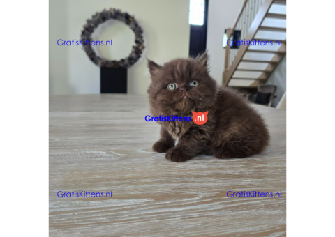 dadea kittens available