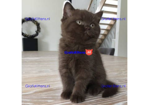 edsefs kittens for sale