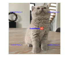sdcsd kittens