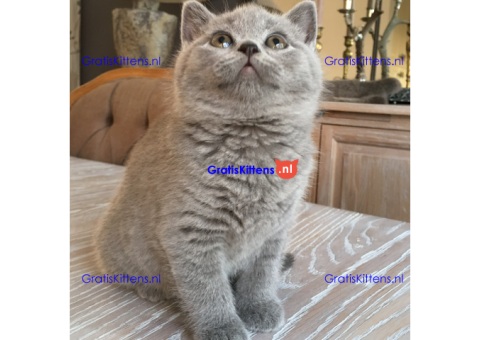 sadsdfds kittens ready to go