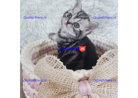 sfsfgresg kittens for sale