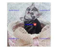 sfsfgresg kittens for sale