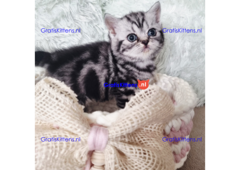 q3erwaf kittens for sale