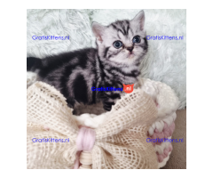 q3erwaf kittens for sale