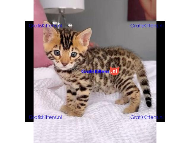 Gratis Bengaalse en prachtige kittens ter adoptie