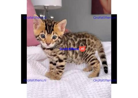 Gratis Bengaalse en prachtige kittens ter adoptie