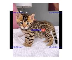 Gratis Bengaalse en prachtige kittens ter adoptie