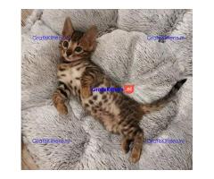 Gratis Bengaalse en prachtige kittens ter adoptie