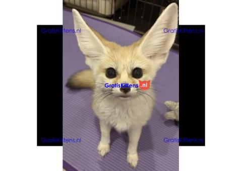 Fennekvossen van topkwaliteit ter adoptie