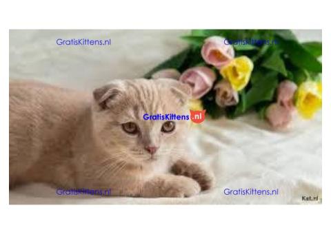 Britse Korthaar/Scottish Fold Blauw en Lilac kitten