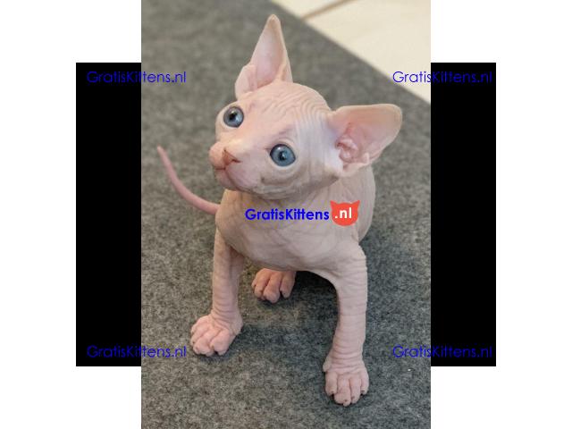 Munchkin Sphynx kittens ter adoptie