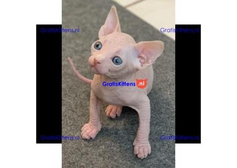 Munchkin Sphynx kittens ter adoptie
