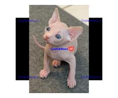 Munchkin Sphynx kittens ter adoptie