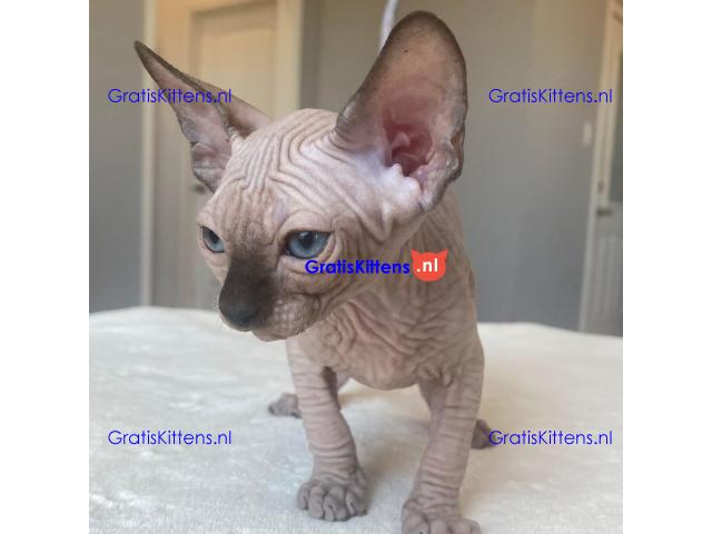 Munchkin Sphynx kittens ter adoptie