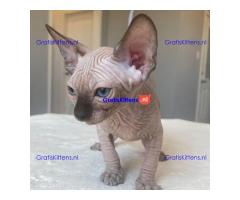 Munchkin Sphynx kittens ter adoptie
