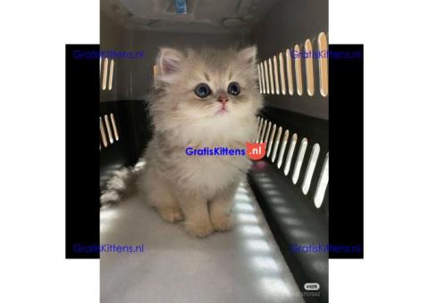 Gratis Perzische kittens ter adoptie
