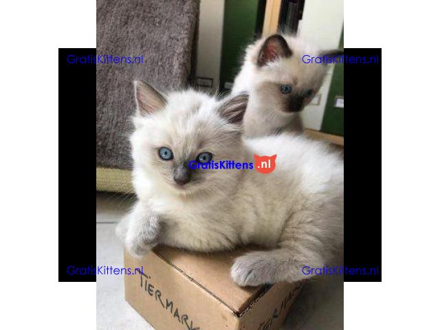 Gratis Ragdoll-kitten ter adoptie