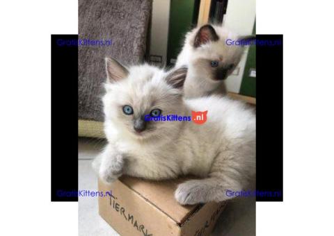 Gratis Ragdoll-kitten ter adoptie