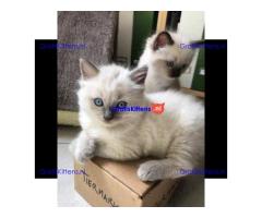 Gratis Ragdoll-kitten ter adoptie