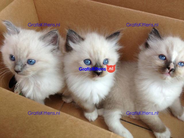 Gratis Ragdoll-kitten ter adoptie