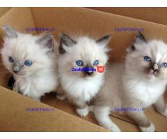 Gratis Ragdoll-kitten ter adoptie