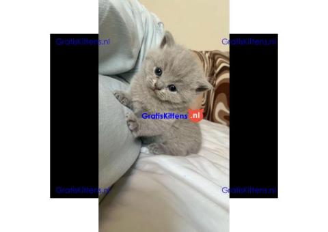 Prachtige Britse Korthaar kittens ter adoptie