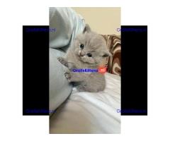 Prachtige Britse Korthaar kittens ter adoptie