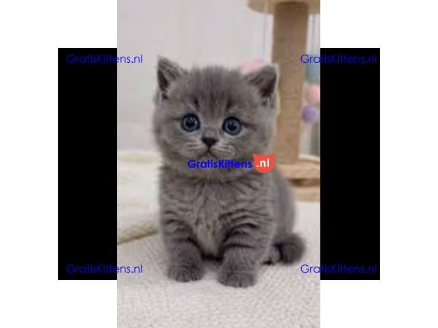 Prachtige Britse Korthaar kittens ter adoptie