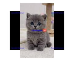 Prachtige Britse Korthaar kittens ter adoptie