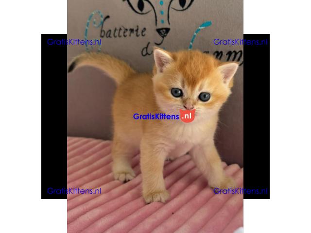 Geweldige Scottish Fold kittens en poezen ter adoptie
