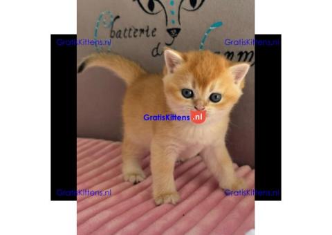 Geweldige Scottish Fold kittens en poezen ter adoptie