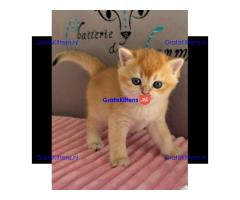 Geweldige Scottish Fold kittens en poezen ter adoptie