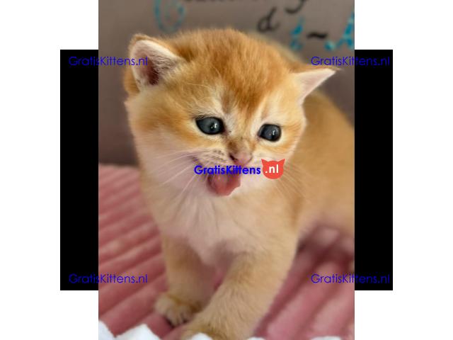 Geweldige Scottish Fold kittens en poezen ter adoptie