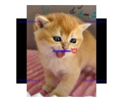 Geweldige Scottish Fold kittens en poezen ter adoptie