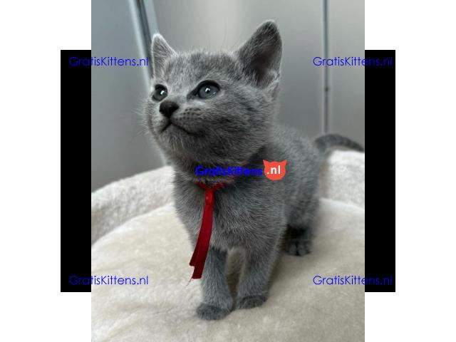 Schattige Russische Blauwe kittens gratis ter adoptie