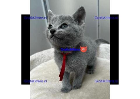 Schattige Russische Blauwe kittens gratis ter adoptie