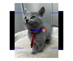 Schattige Russische Blauwe kittens gratis ter adoptie