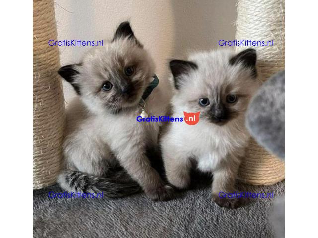 Siamese kittens gratis ter adoptie