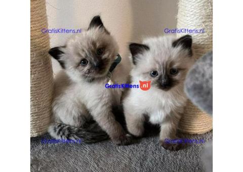 Siamese kittens gratis ter adoptie