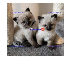 Siamese kittens gratis ter adoptie