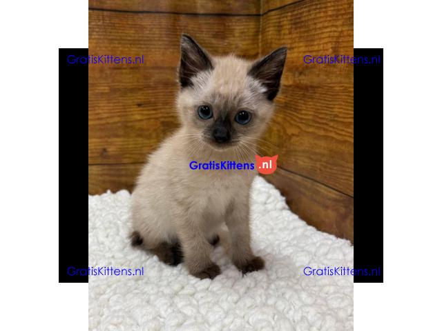 Siamese kittens gratis ter adoptie