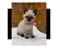 Siamese kittens gratis ter adoptie
