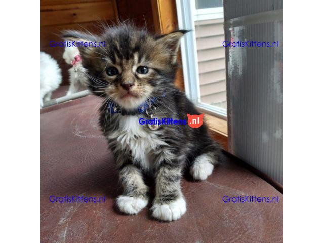 Schattige Maine Coon kittens nu gratis ter adoptie