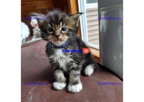 Schattige Maine Coon kittens nu gratis ter adoptie