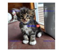 Schattige Maine Coon kittens nu gratis ter adoptie
