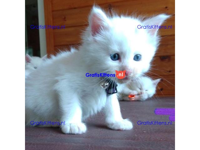 Schattige Maine Coon kittens nu gratis ter adoptie