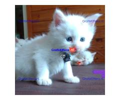 Schattige Maine Coon kittens nu gratis ter adoptie